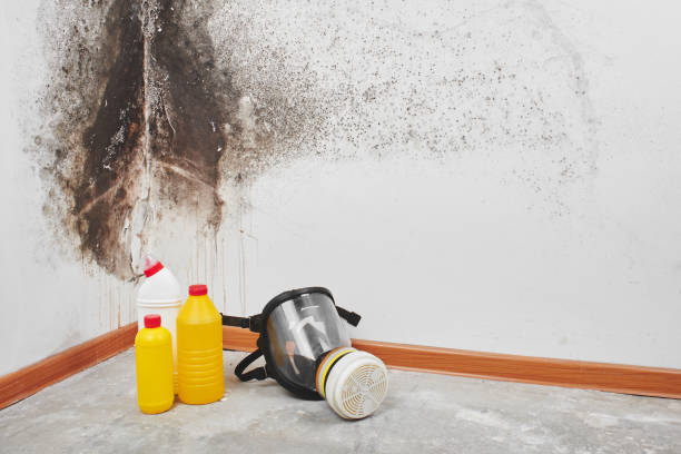 Best Mold Testing  in Georgetown, TX