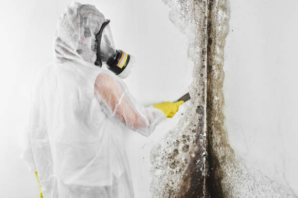 Professional Mold Removal in Georgetown, TX