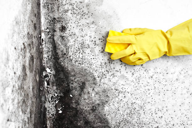 Best Fast Mold Removal  in Georgetown, TX