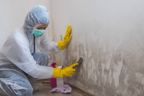 Mold Removal Process in Georgetown, TX