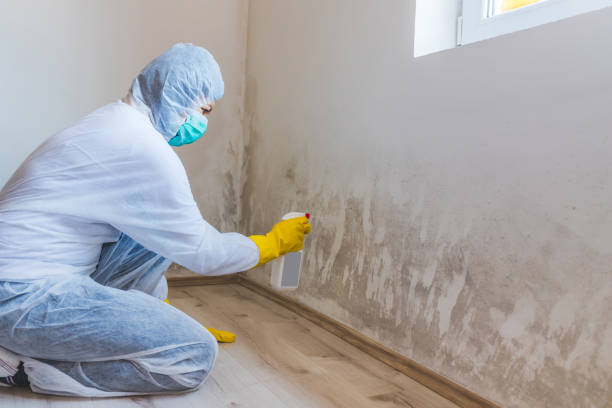 Home Mold Removal in Georgetown, TX