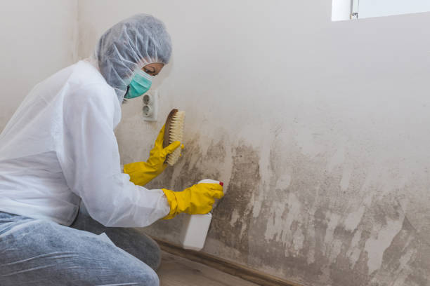 Best Commercial Mold Removal  in Georgetown, TX