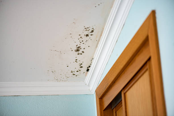 Best Home Mold Removal  in Georgetown, TX