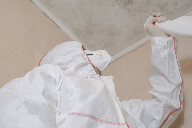 Best Mold Damage Repair  in Georgetown, TX
