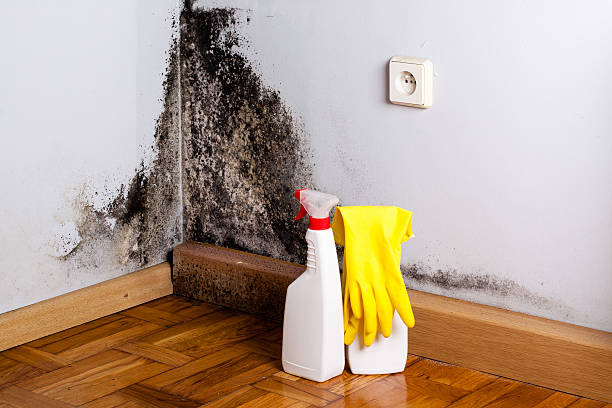 Best Mold Testing  in Georgetown, TX