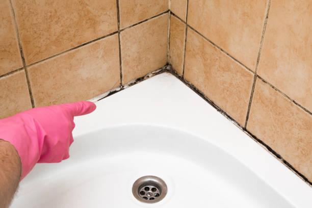 Best Mold Removal Company Near Me  in Georgetown, TX